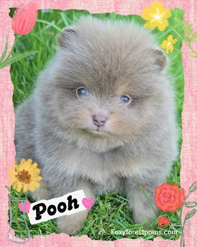 Pooh ~ AKC – Pomeranian puppy for sale in Eatonville, WA