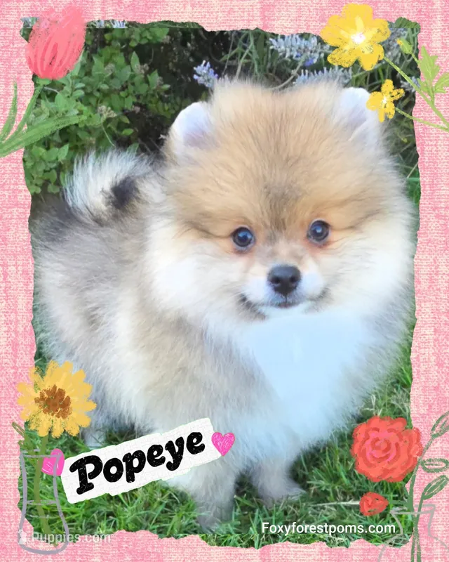 Popeye ~ AKC – Pomeranian puppy for sale in Eatonville, WA