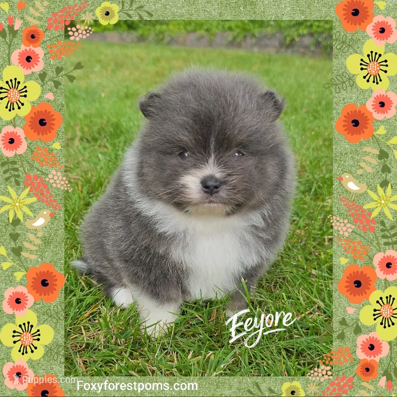 Eeyore ~ AKC – Pomeranian puppy for sale in Eatonville, WA
