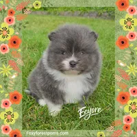 Eeyore ~ AKC, a male Pomeranian for sale in Eatonville, WA – 3 of 5