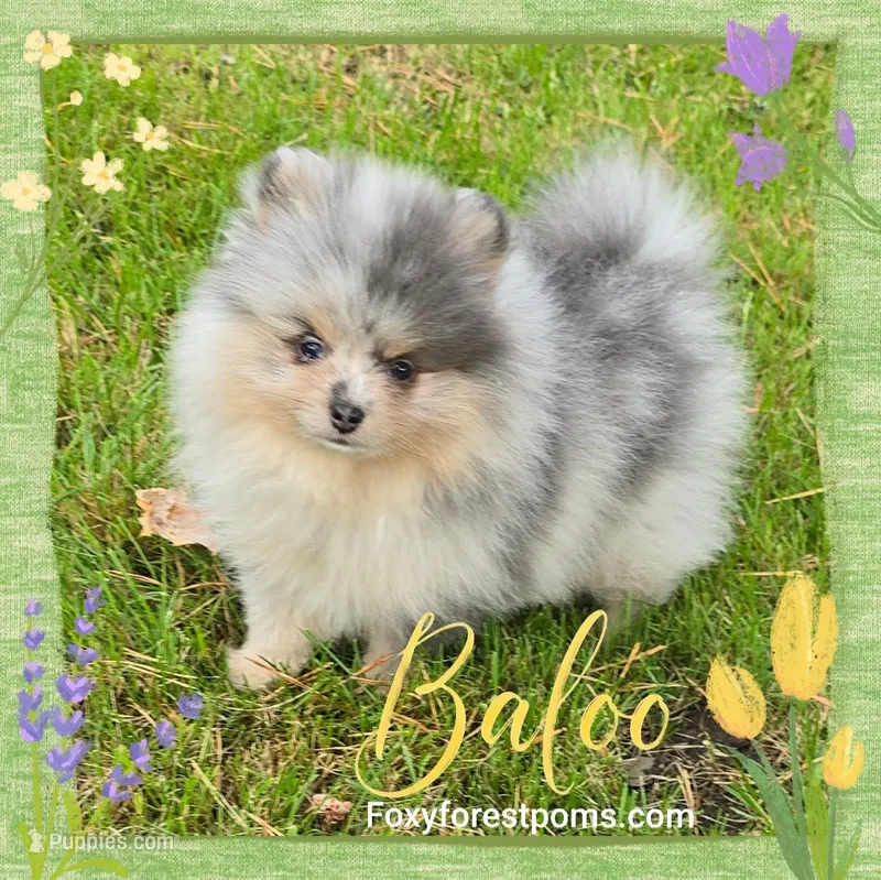 Baloo ~ AKC – Pomeranian puppy for sale in Eatonville, WA