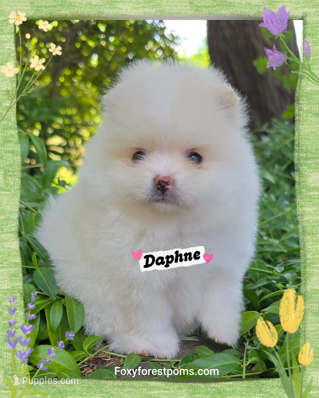 Daphne ~ AKC – Pomeranian puppy for sale in Eatonville, WA