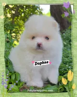 Daphne ~ AKC, a female Pomeranian for sale in Eatonville, WA – 3 of 5