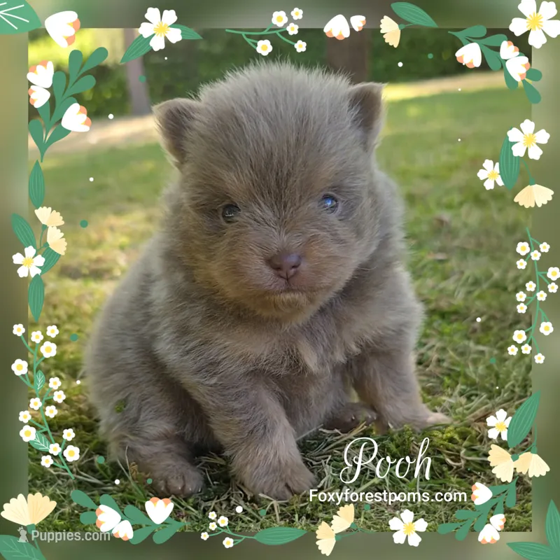 Pooh ~ AKC – Pomeranian puppy for sale in Eatonville, WA