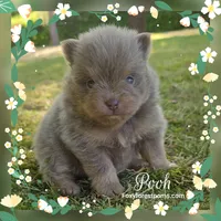 Pooh ~ AKC, a male Pomeranian for sale in Eatonville, WA – 6 of 6