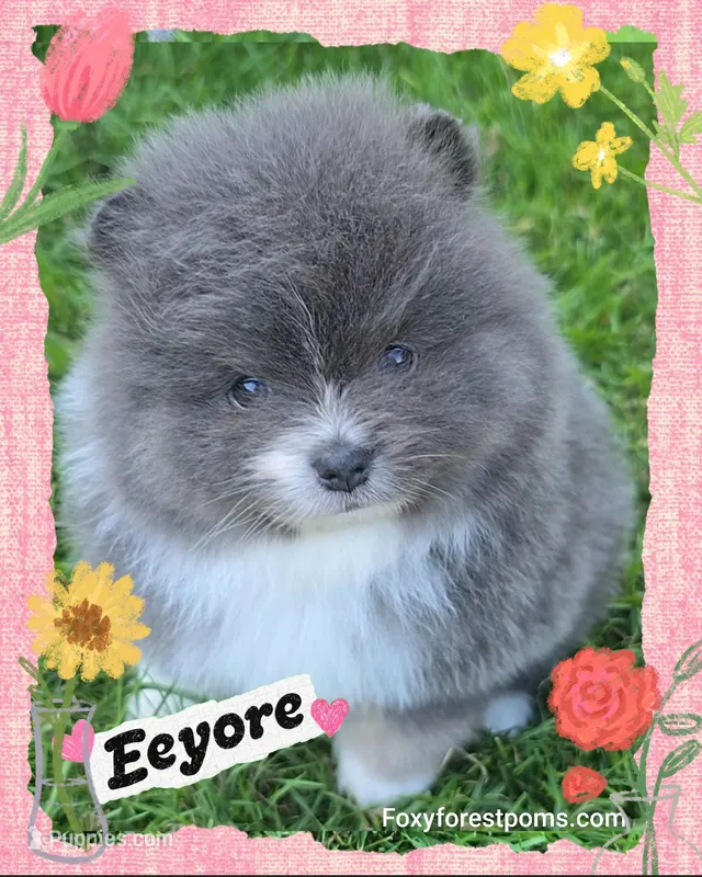 Eeyore ~ AKC – Pomeranian puppy for sale in Eatonville, WA