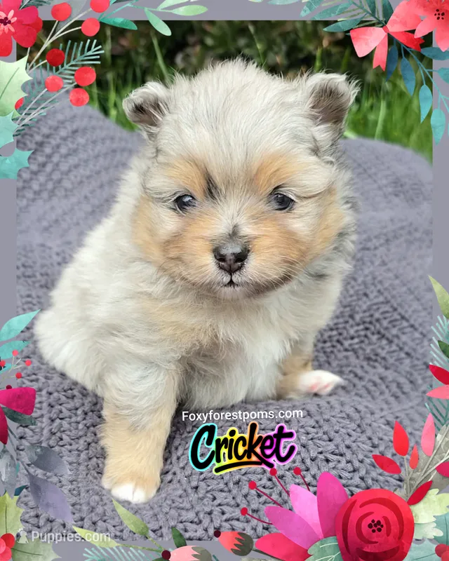Cricket ~ AKC – Pomeranian puppy for sale in Eatonville, WA