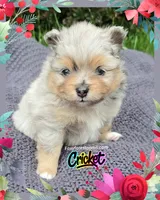 Cricket ~ AKC, a female Pomeranian for sale in Eatonville, WA – 4 of 5