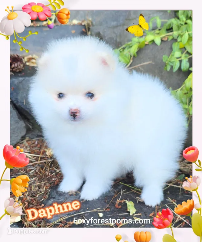 Daphne ~ AKC – Pomeranian puppy for sale in Eatonville, WA