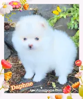 Daphne ~ AKC, a female Pomeranian for sale in Eatonville, WA – 2 of 5