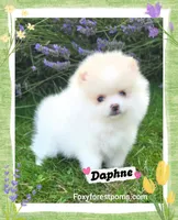 Daphne ~ AKC, a female Pomeranian for sale in Eatonville, WA – 1 of 5