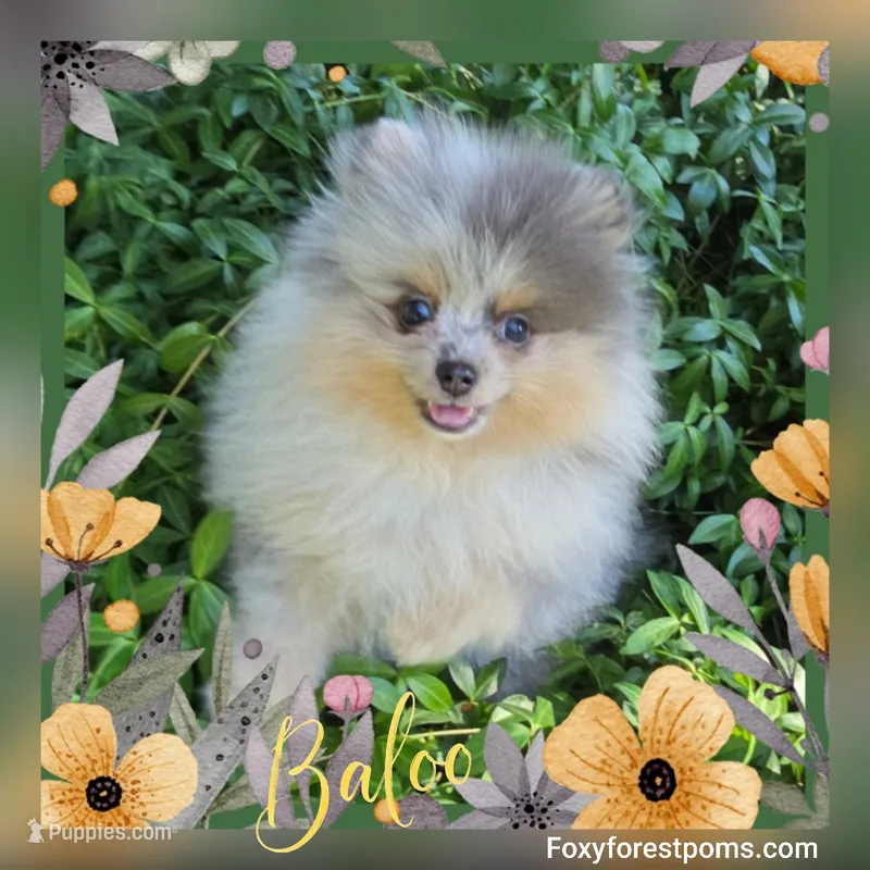 Baloo ~ AKC – Pomeranian puppy for sale in Eatonville, WA