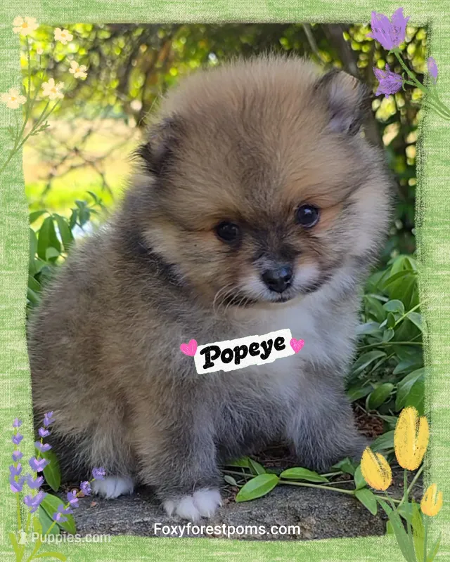 Popeye ~ AKC – Pomeranian puppy for sale in Eatonville, WA