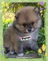 Popeye ~ AKC, a male Pomeranian for sale in Eatonville, WA – 5 of 7