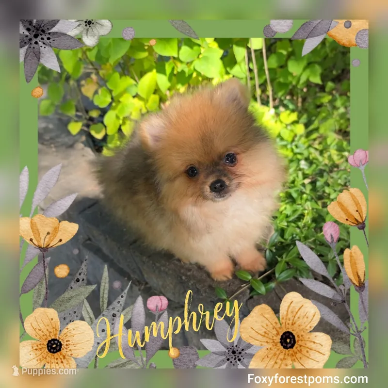 Humphrey ~ AKC – Pomeranian puppy for sale in Eatonville, WA