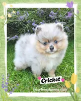 Cricket ~ AKC, a female Pomeranian for sale in Eatonville, WA – 1 of 5