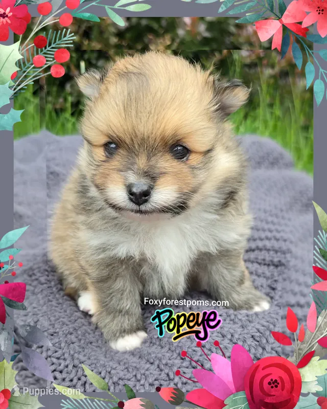 Popeye ~ AKC – Pomeranian puppy for sale in Eatonville, WA