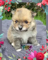 Popeye ~ AKC, a male Pomeranian for sale in Eatonville, WA – 6 of 7