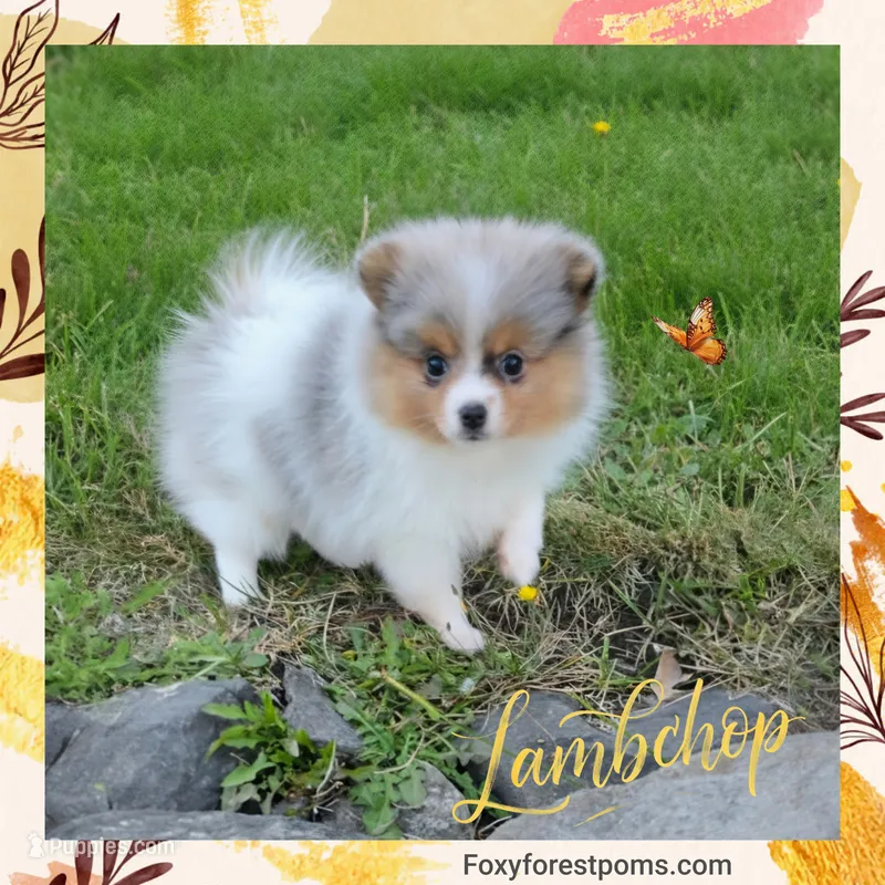 Lambchop ~AKC  – Pomeranian puppy for sale in Eatonville, WA