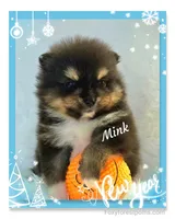 Mink ~ AKC, a male Pomeranian for sale in Eatonville, WA – Photo 2 of 6