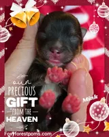 Mink ~ AKC, a male Pomeranian for sale in Eatonville, WA – Photo 6 of 6