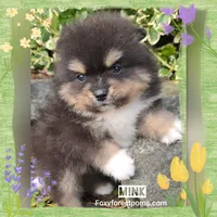 Mink ~ AKC, a male Pomeranian for sale in Eatonville, WA – Photo 1 of 6