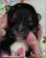 Mink ~ AKC, a male Pomeranian for sale in Eatonville, WA – Photo 5 of 6
