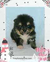 Mink ~ AKC, a male Pomeranian for sale in Eatonville, WA – Photo 3 of 6