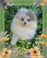 Baloo ~ AKC, a male Pomeranian for sale in Eatonville, WA – 2 of 8