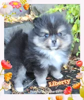 Liberty ~ AKC, a female Pomeranian for sale in Eatonville, WA – 1 of 4