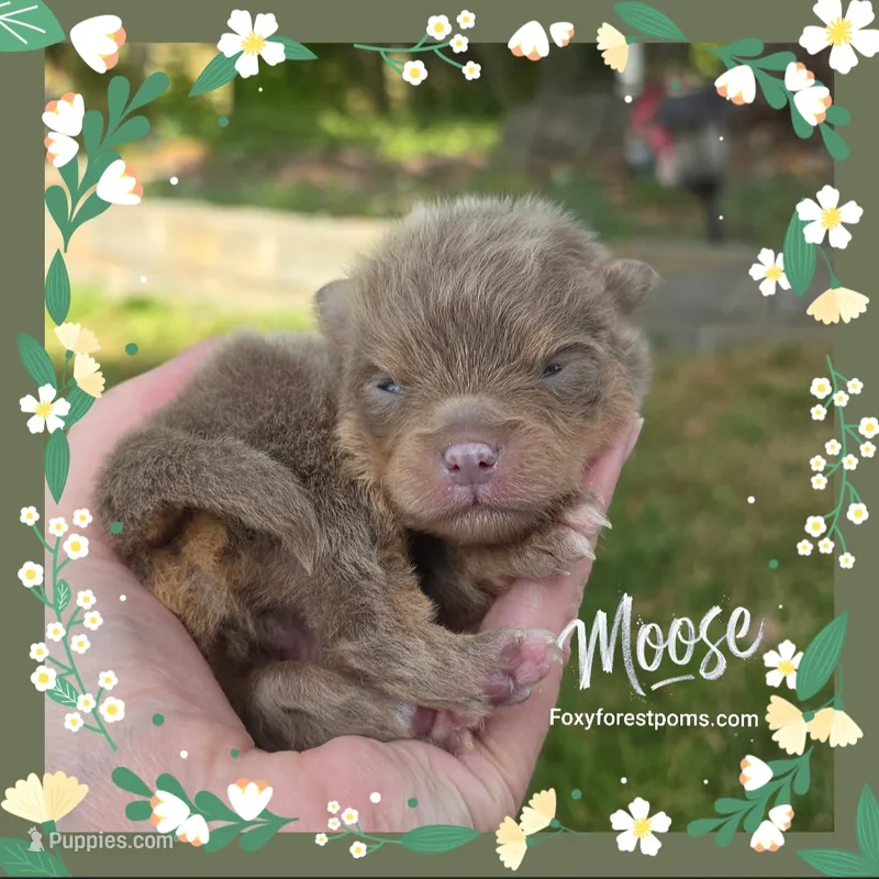 Moose ~ AKC – Pomeranian puppy for sale in Eatonville, WA