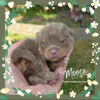 Moose ~ AKC, a male Pomeranian for sale in Eatonville, WA – 1 of 1
