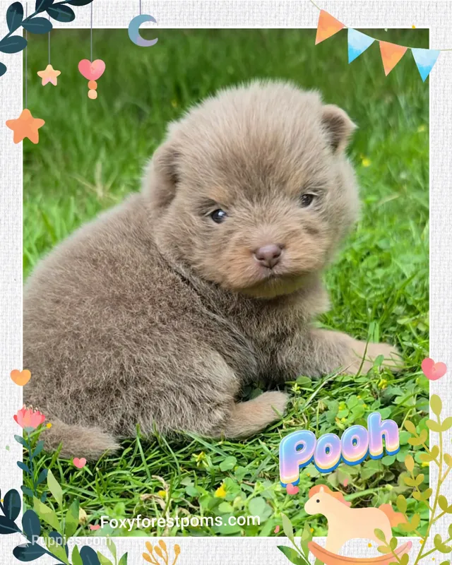 Pooh ~ AKC – Pomeranian puppy for sale in Eatonville, WA