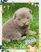 Pooh ~ AKC, a male Pomeranian for sale in Eatonville, WA – 1 of 1