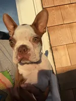 Theo , a male Boston Terrier for sale in Warwick, RI – 1 of 10