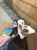 Fat belly, Bella, a female Boston Terrier for sale in Warwick, RI – 5 of 10