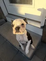 Fat belly, Bella, a female Boston Terrier for sale in Warwick, RI – 2 of 10