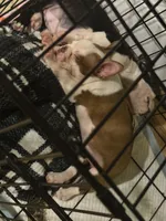 Theo , a male Boston Terrier for sale in Warwick, RI – 8 of 10