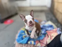 Theo , a male Boston Terrier for sale in Warwick, RI – 5 of 10