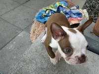 Theo , a male Boston Terrier for sale in Warwick, RI – 7 of 10