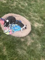 Fat belly, Bella, a female Boston Terrier for sale in Warwick, RI – 10 of 10