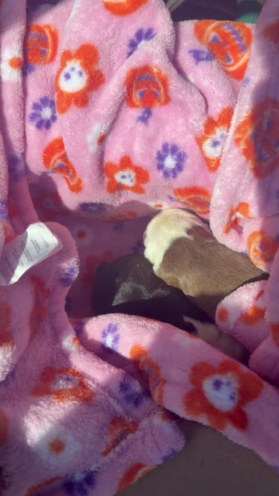 Theo , a male Boston Terrier for sale in Warwick, RI – 9 of 10