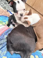 Fat belly, Bella, a female Boston Terrier for sale in Warwick, RI – 7 of 10
