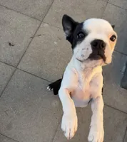 Fat belly, Bella, a female Boston Terrier for sale in Warwick, RI – 6 of 10