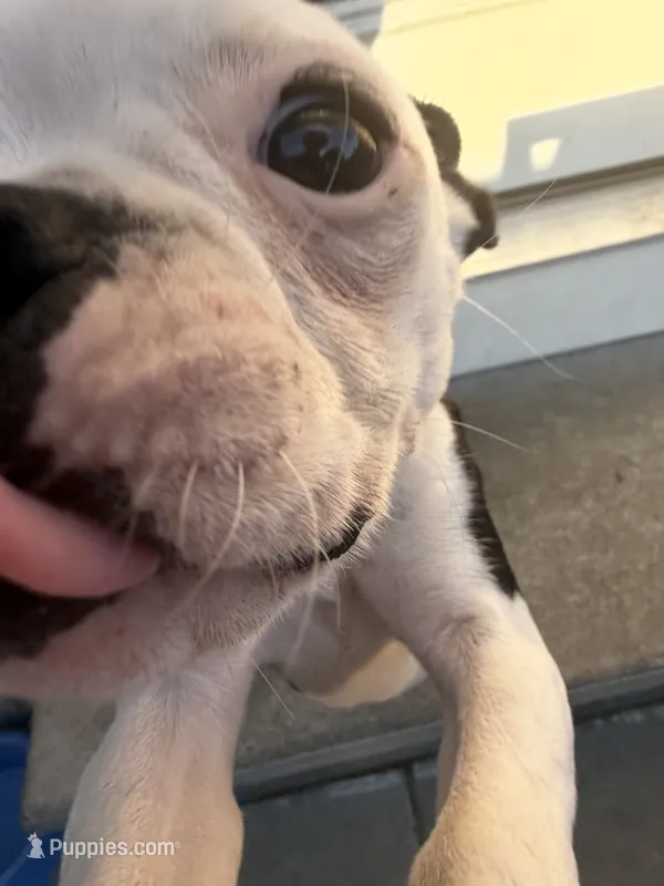 Fat belly, Bella – Boston Terrier puppy for sale in Warwick, RI