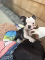 Fat belly, Bella, a female Boston Terrier for sale in Warwick, RI – 4 of 10
