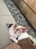 Theo , a male Boston Terrier for sale in Warwick, RI – 4 of 10