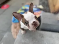 Theo , a male Boston Terrier for sale in Warwick, RI – 2 of 10