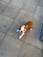 Theo , a male Boston Terrier for sale in Warwick, RI – 3 of 10
