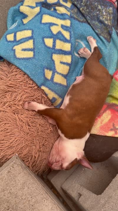 Theo , a male Boston Terrier for sale in Warwick, RI – 10 of 10